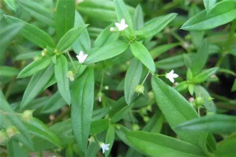 半枝蓮禁忌|白花蛇舌草半枝蓮：功效、營養價值、禁忌、正確食用。